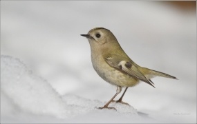 <p>KRÁLÍČEK OBECNÝ (Regulus regulus) /Goldcrest - Wintergoldhähnchen/</p>